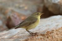 Phylloscopus ibericus