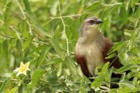 Centropus superciliosus
