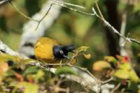 Pycnonotus melanicterus