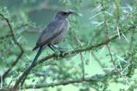 Lamprotornis unicolor
