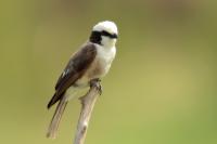 Eurocephalus rueppelli