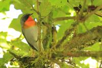 Oreothlypis gutturalis