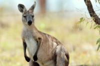Eastern grey kangaroo