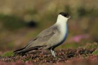 Stercorarius longicaudus