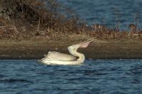 Pelecanus crispus
