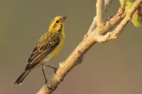 Serinus mozambicus