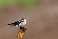 Hirundo smithii