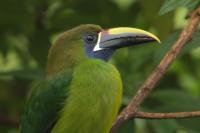 Aulacorhynchus prasinus