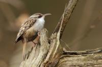 Certhia brachydactyla