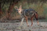 Black-backed jackal