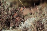 Pternistis castaneicollis