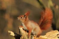 Red squirrel