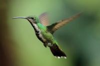 Anthracothorax prevostii