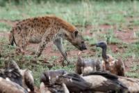 Spotted hyena