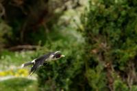 Phalcoboenus albogularis