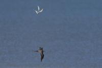 Stercorarius longicaudus