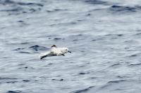 Fulmarus glacialoides