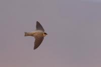 Ptyonoprogne rupestris