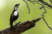 Myrmecocichla arnotti