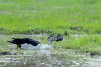 Sarkidiornis melanotos