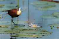 Actophilornis africanus