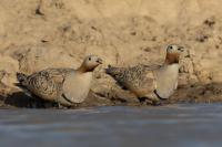 Pterocles orientalis