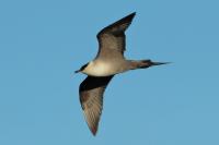 Stercorarius longicaudus