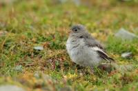 Plectrophenax nivalis