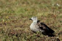 Cyanochen cyanoptera