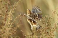 Linaria flavirostris