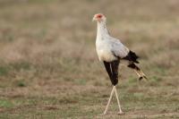 Sagittarius serpentarius