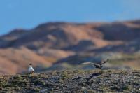 Stercorarius longicaudus