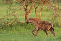 Spotted hyena