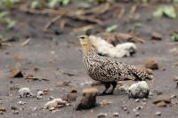 Pterocles gutturalis