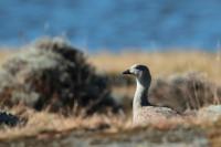 Cyanochen cyanoptera