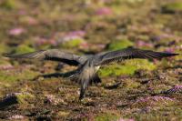 Stercorarius longicaudus