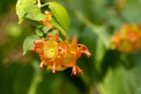 Dominican Republic  FLORA