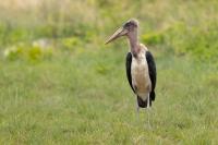 Leptoptilos crumeniferus