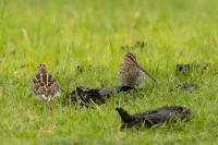 Gallinago nigripennis