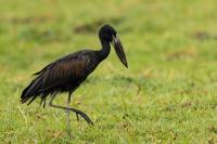 Anastomus lamelligerus