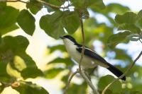 Laniarius aethiopicus