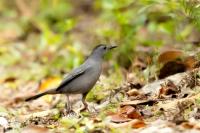 Dumetella carolinensis