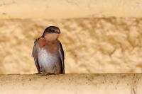Hirundo neoxena