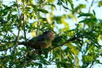 Saltator coerulescens