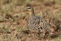 Pterocles gutturalis