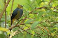 Ptiliogonys caudatus