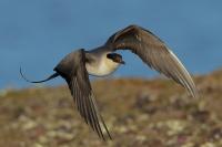 Stercorarius longicaudus