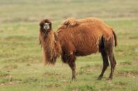 Bactrian camel