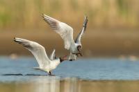 Chroicocephalus ridibundus