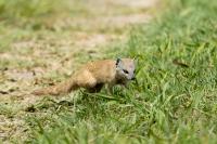 Yellow mongoose